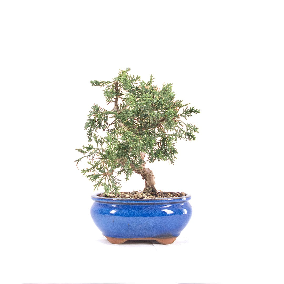 Chinesischer Wacholder 'Juniperus chinensis kyushu'